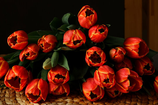Beautiful red tuips on a dark background, dew on tulip petals, spring flowers, wet flowers. Piękne czerwone tulipany na ciemnym tle, rosa na płatkach tulipanów, wiosenne kwiaty, mokre kwiaty.
