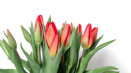 Tulips on a white background