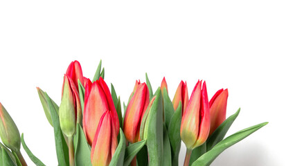 Fototapeta premium Tulips on a white background