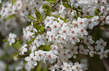 flowering branches of blackthorn flowers close-up