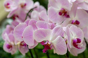 Fototapeta na wymiar Blooming white and pink fresh orchids