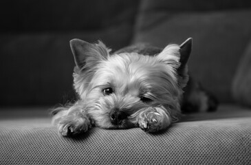 A small cute pretty purebred Yorkshire Terrier dog lying on a couch, sofa. Little puppy, doggy,...
