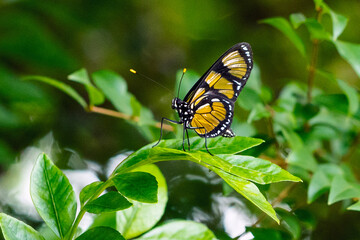 A Temisto buterfly also know as Manaca or Vitral Oscura perched on a leaf in the rain forest. Species Methona themisto. Animal world. Naure.