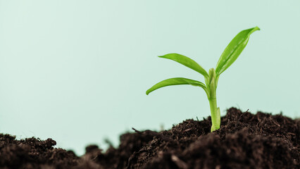 Young plant growing in a ground with sunlight. Environmental conservation and ecology concept. World Earth Day background.