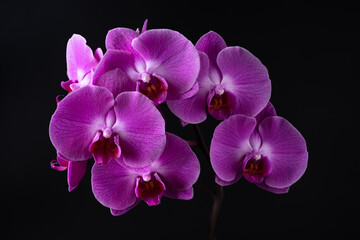 Naklejka na ściany i meble Blooming pink orchid on black background. Phalaenopsis orchid flower twig.