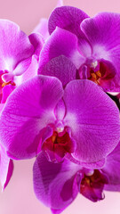 Fototapeta na wymiar Blooming pink orchid on pink background. Phalaenopsis orchid flower twig.