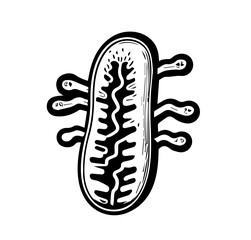 Flat vector illustration of bacteria, unicellular animal, infusoria slipper