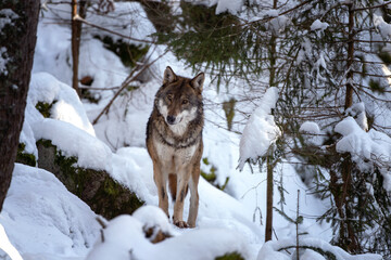 Wolf pack in the winter forest. Eurasian wolf show bare one's teeth. European nature. Carnivore in the wood.