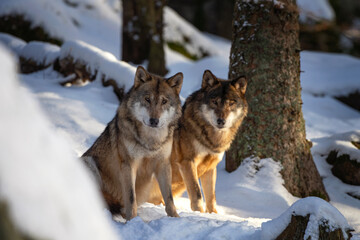 Wolf pack in the winter forest. Eurasian wolf show bare one's teeth. European nature. Carnivore in the wood.