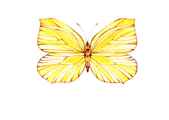 A light yellow butterfly. Watercolor illustration, poster.
