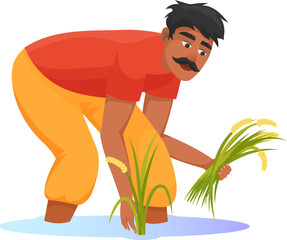 Asian farmer harvesting rice. Crop plantation worker