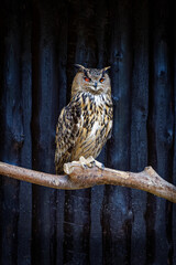 Portrait of a Eurasian Eagle owl (Bubo bubo) on a branch eating a mouse (prey). Isolated on a dark background. Noord Brabant in the Netherlands.