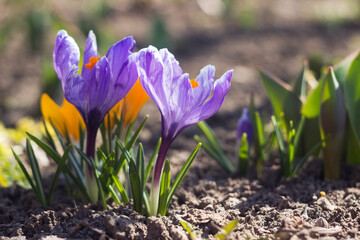 purple and yellow crocuses grow in the garden. Some of the first bright spring flowers bloom, background