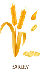 Barley crop. Cartoon farm plant. Botanical illustration