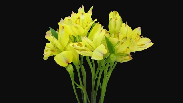 Time lapse of opening yellow Alstroemeria flower (Peruvian Lily) with ALPHA transparency channel isolated on black background
