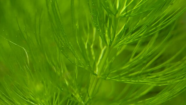 macro close up of Hornwort plant (Ceratophyllum demersum) on a fish tank