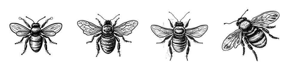 A set of winged insects/bees