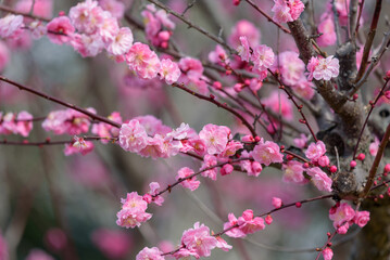 Fototapeta na wymiar Pink plum blossom, Japanese apricot, Ume