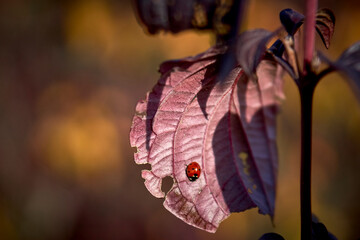 small ladybug on a leaf close-up