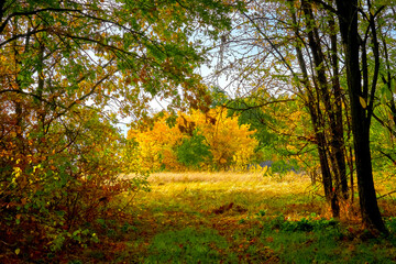 
beautiful autumn landscape, forest in october