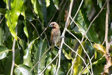 Spotted munia, Lonchura punctulate, in a tree