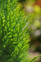 Spring nature. Young twigs of Thuja closeup. Fresh green leaves, branches of white cedar on green background. Young twigs of evergreen. Beautiful green screensaver on your desktop. white cedar