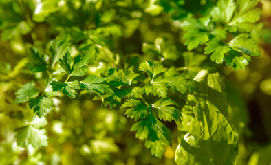 Fototapeta na wymiar Green parsley leaves growing in the garden