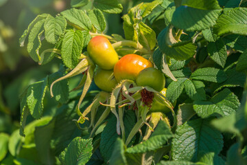Unripe rose hips plant growing outdoors in the garden.
