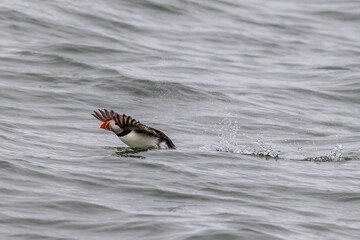 Puffin (Fratercula arctica)