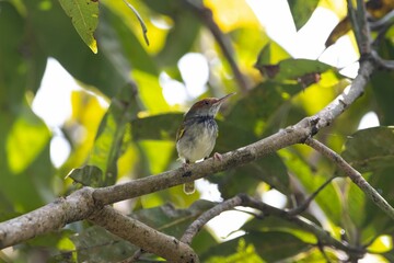Dark necked tailorbird, Orthotomus atrogularis, in a tree