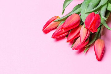 Tulips on a pink background. View from above
