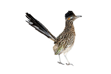 Greater Roadrunner (Geococcyx californianus) Photo, on a Transparent Background - 572070851