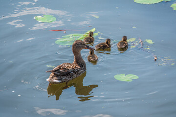 A family of ducks, a duck and its little ducklings are swimming in the water. The duck takes care of its newborn ducklings. Mallard, lat. Anas platyrhynchos