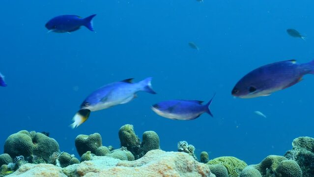 Seascape with Creole Wrasse fish in the coral reef of the Caribbean Sea