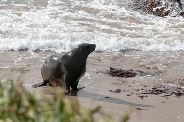 Sea Lion on the beach