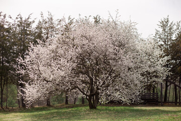 Flowering spring trees in the park. The concept of blooming spring, pollen, allergies.