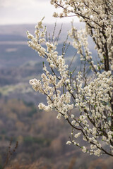 Flowering spring trees in the mountains. The concept of blooming spring, pollen, allergies