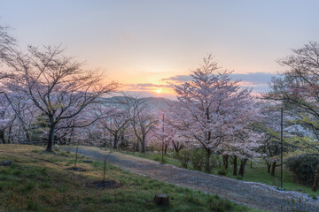 桜の山公園の朝
