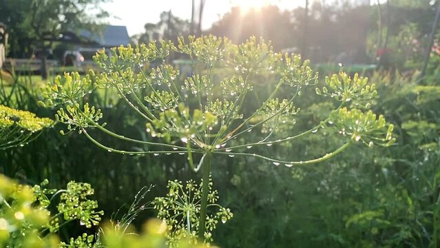 Sunny view of green dill, fennel plant blowing in wind in green garden in countryside. Video of ripe vegetables and plants in garden, orchard plantation. Harvest and healthy eating, homegrown produce