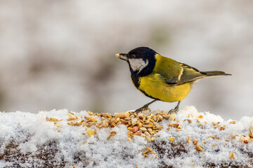 Great tit (Parus major)