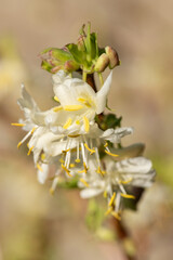 Close up of purpus honeysuckle (lonicera x purpusii) flowers in bloom © tom