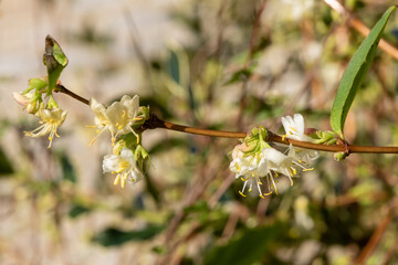 Close up of purpus honeysuckle (lonicera x purpusii) flowers in bloom