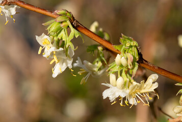 Close up of purpus honeysuckle (lonicera x purpusii) flowers in bloom