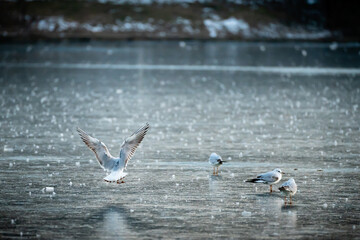 Gull flying over frozen lake in Youth Park of Bucharest, Romania. Getting ready for landing on ice