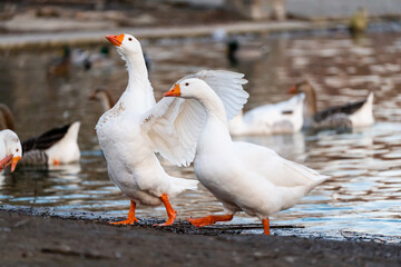 Whild geese getting out from the cold water of the partially frozen lake in Youth Park of Bucharest, Romania.