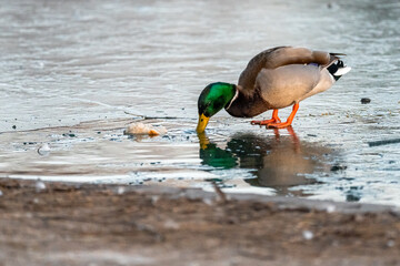 Wild duck drinking water from a small hole in the frozen lake. Youth Park of Bucharest, Romania