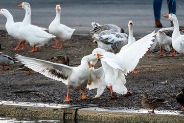 Wild geese fighting at the shore of a lake inside the Youth Park of Bucharest, Romania
