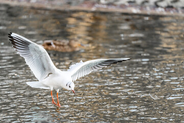 Gull about to land on a small lake in Carol Park of Bucharest, Romania