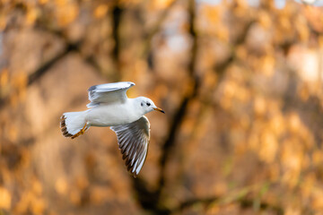 Small gull flying low through the Carol Park in Bucharest, Romania