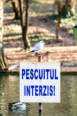 Small gull sitting on a "fishing forbidden" doing exactly the oposite